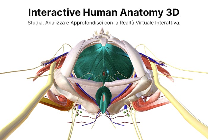 Interactive Human Anatomy 3D